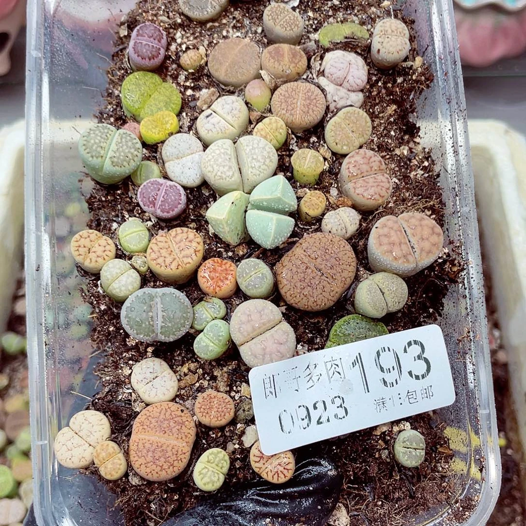生石花满18包邮0923-193