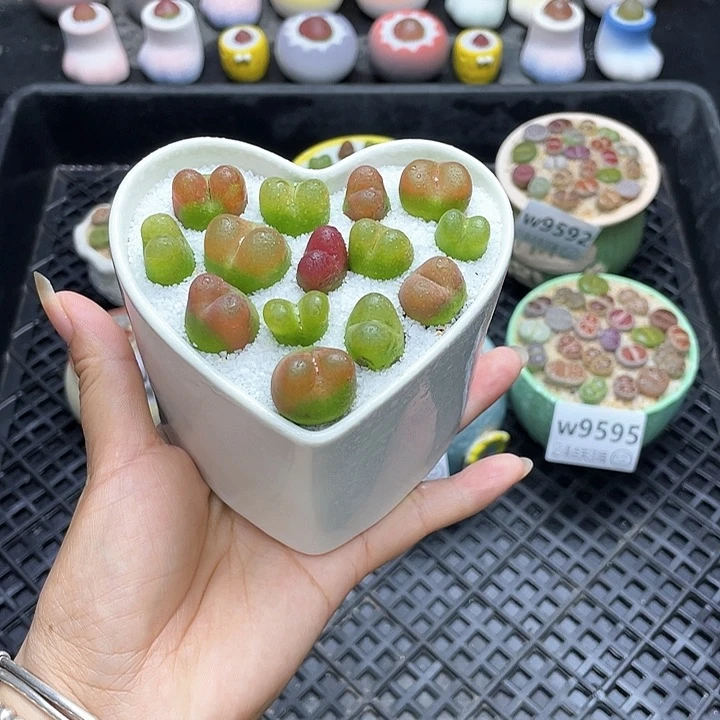 w9596 带盆土发货一物一拍