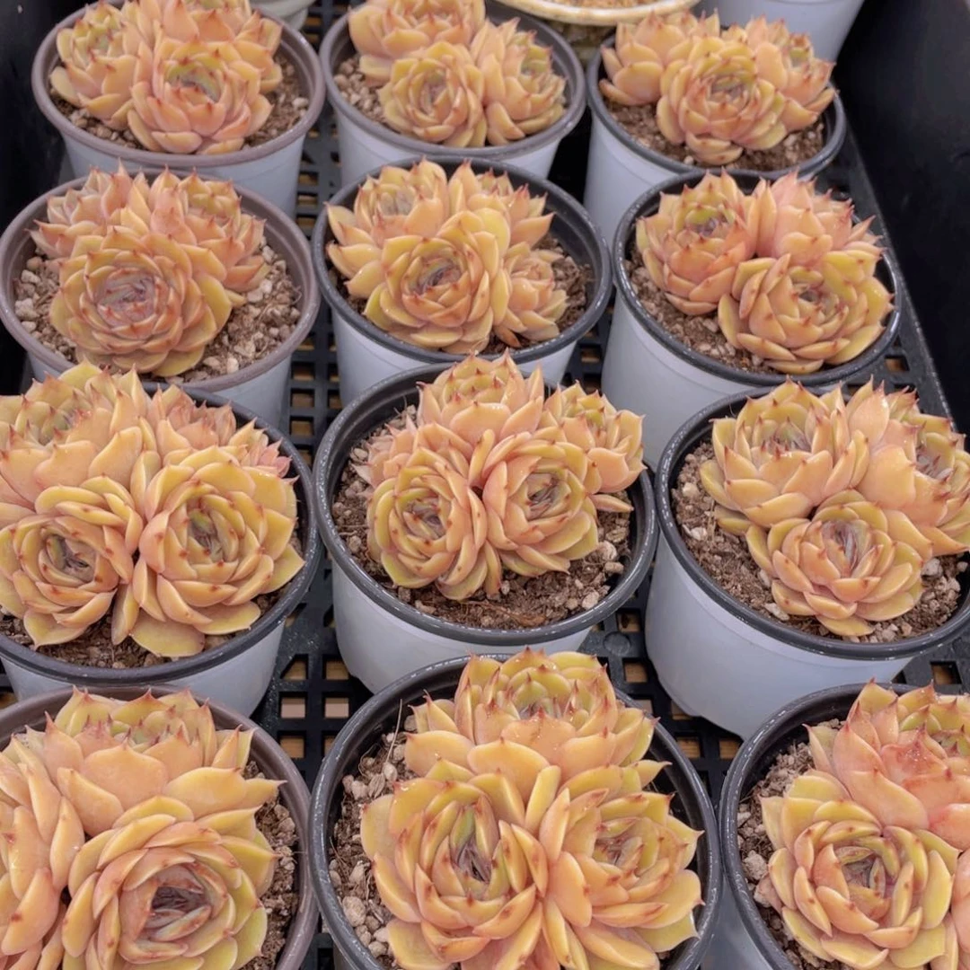 量拍45号 糖心昂斯诺大群生一个