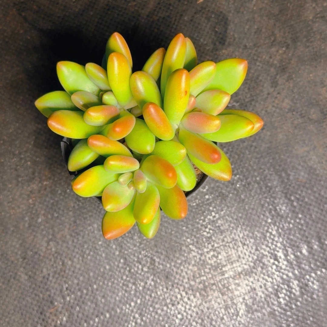 芒果奶福利111111111111多肉