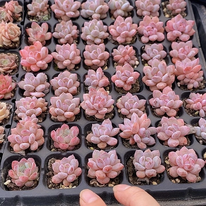 14 多肉植物盆栽花卉