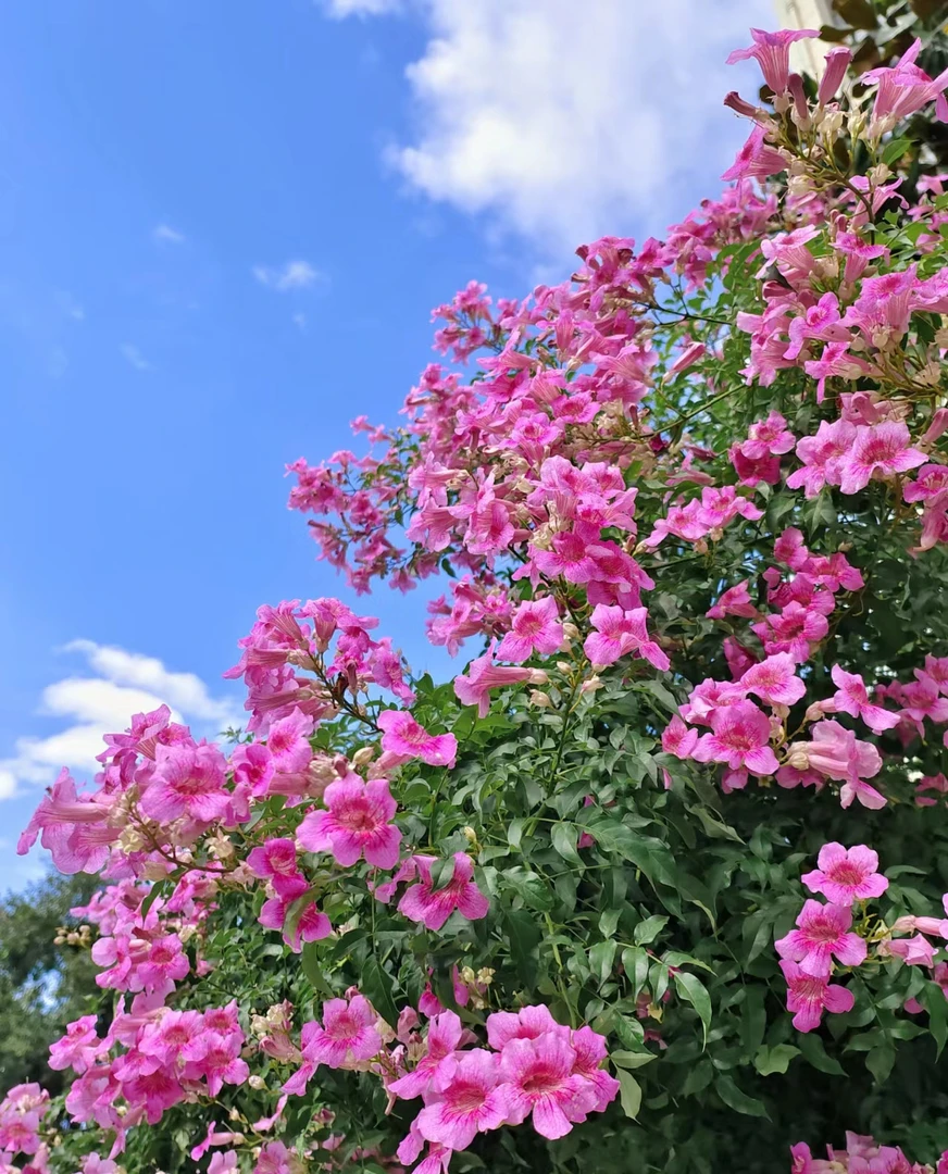 [香水粉凌霄] 2加仑大盆 香水味道粉色大花朵可爬藤庭院室外地栽