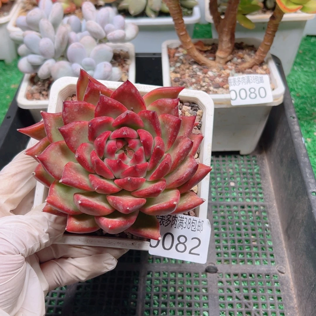 多肉一物＿拍植物0082