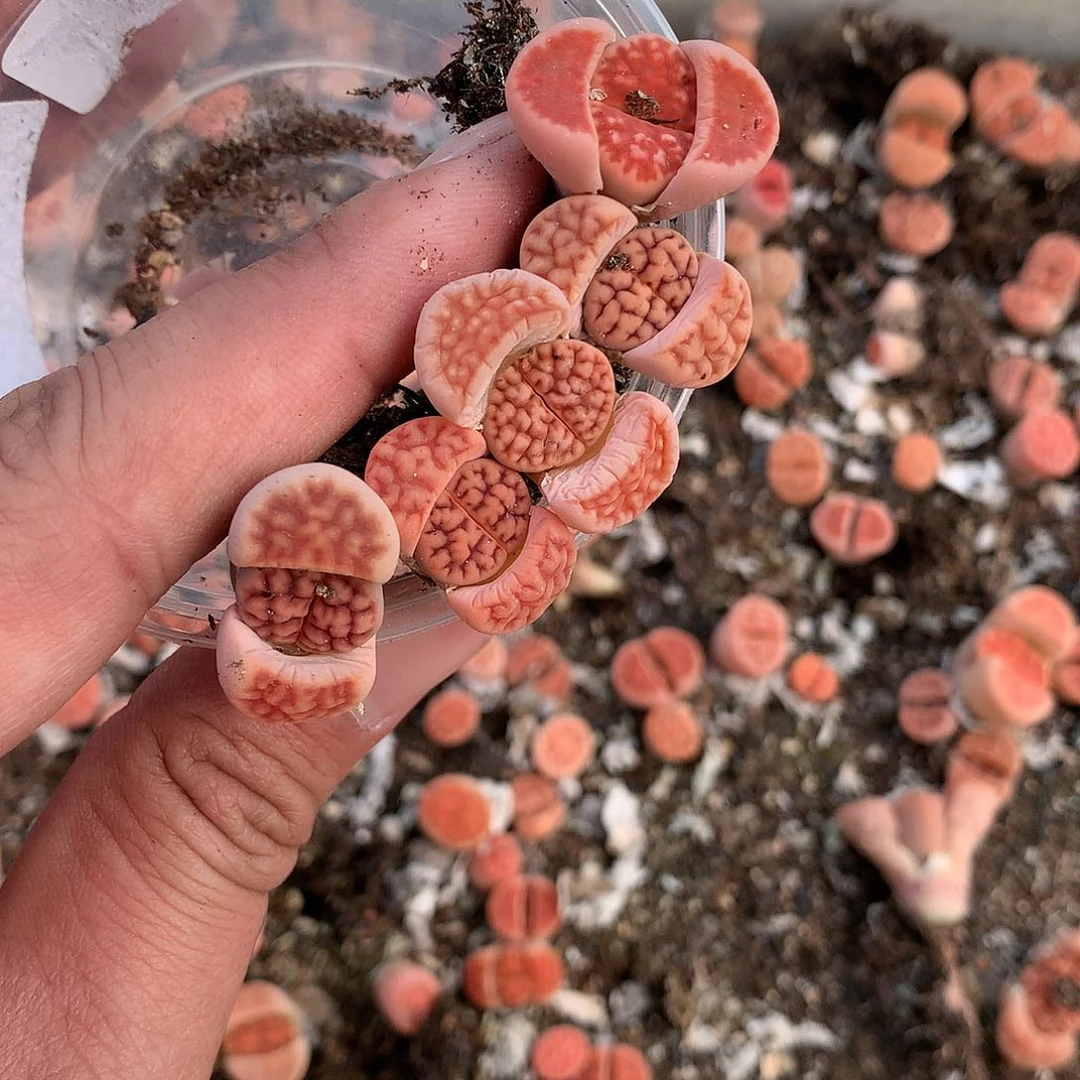 明**间X406多肉植物保护