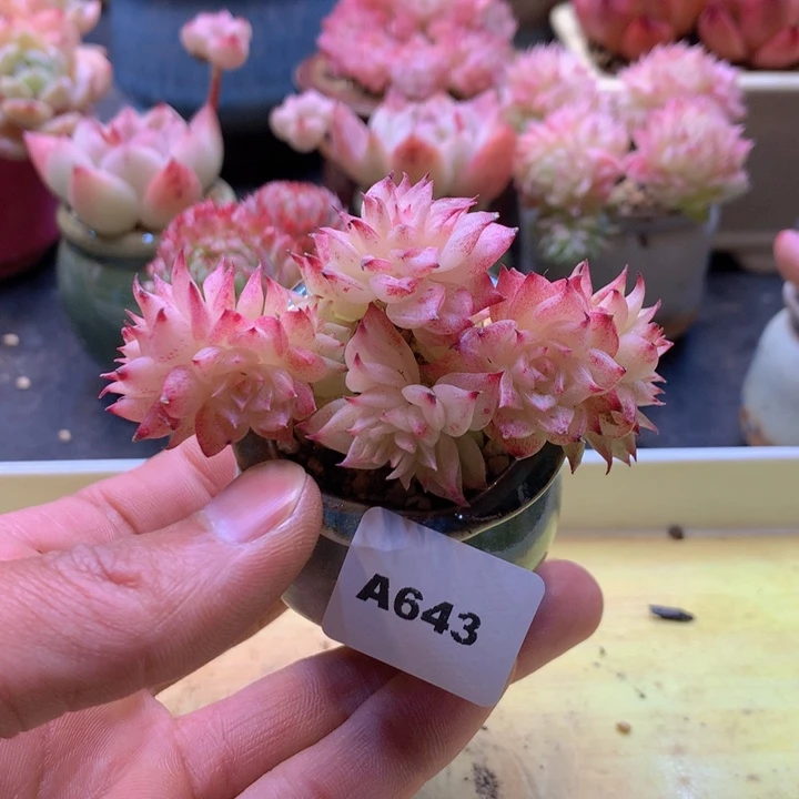 一物一拍满38包邮A643