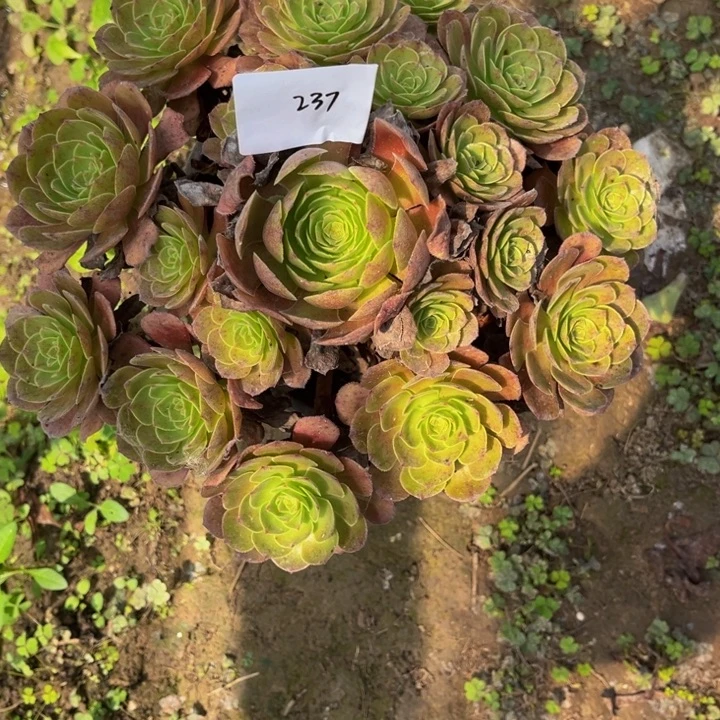 237黑膜多肉植物法师