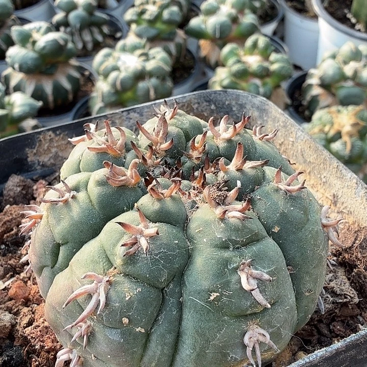 无花朵205实生猫爪