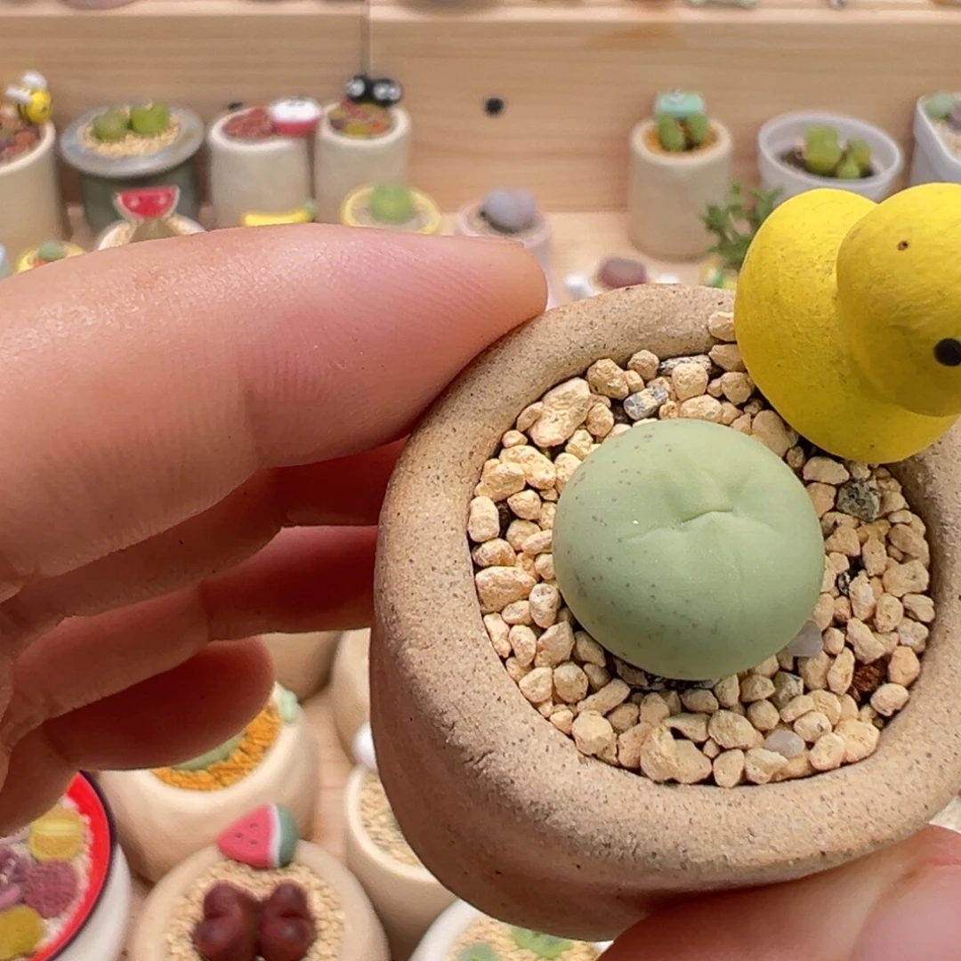 多肉植物9号鸽子蛋