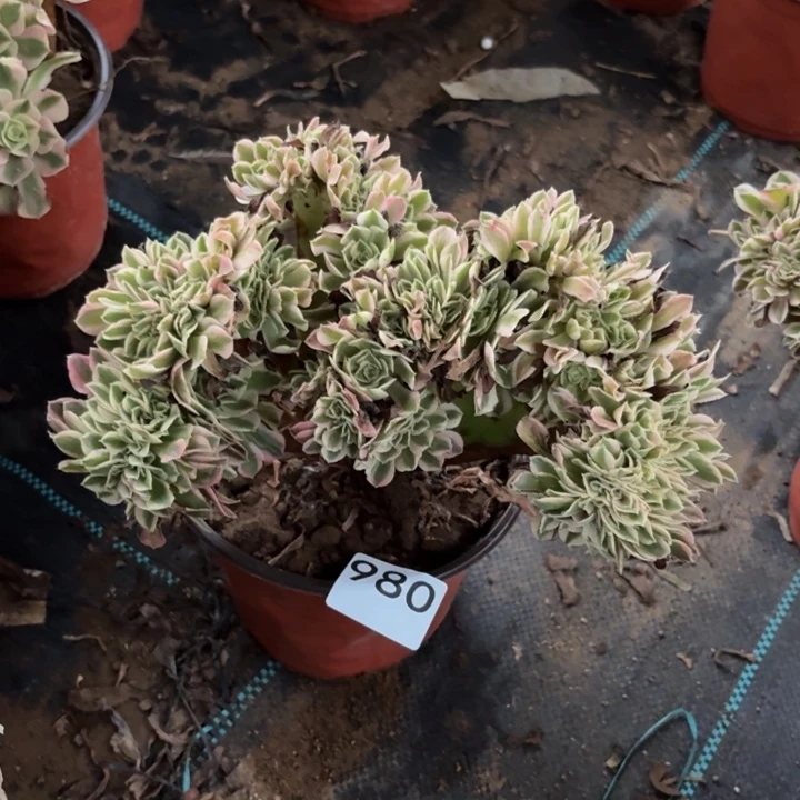 粉女巫缀多肉植物不包损980
