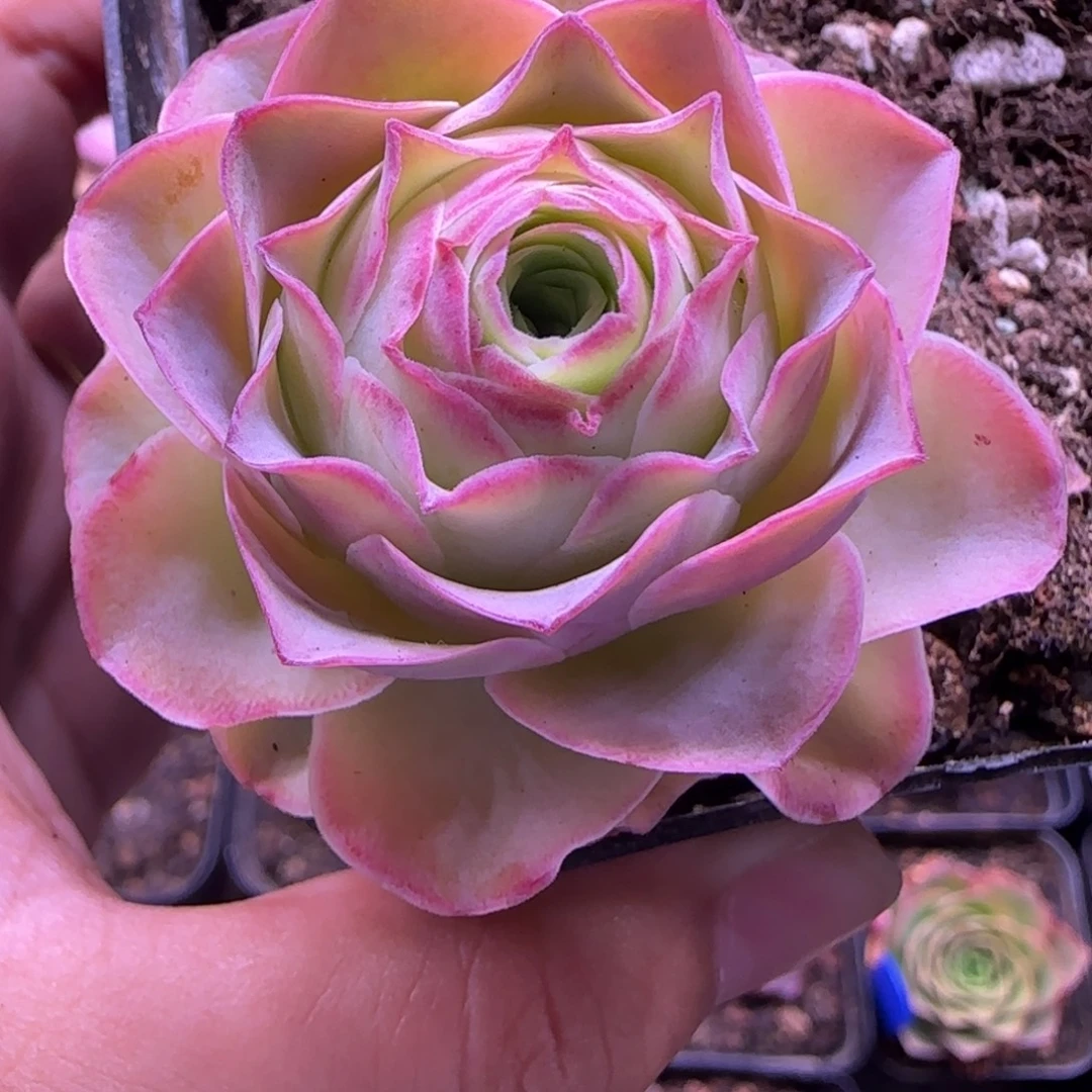 小***米L307半城玫瑰紫月