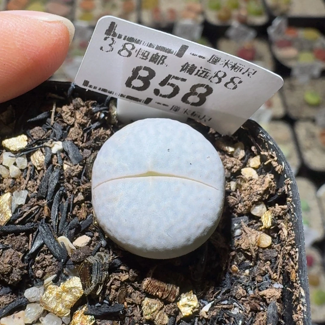 Sss精品清货价858