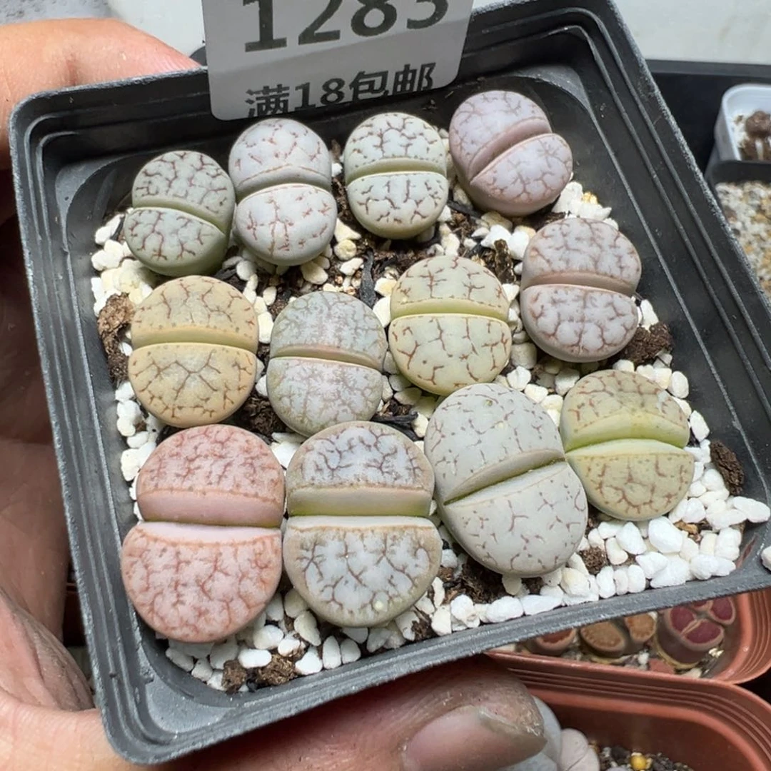 【闪购商品】 1283。