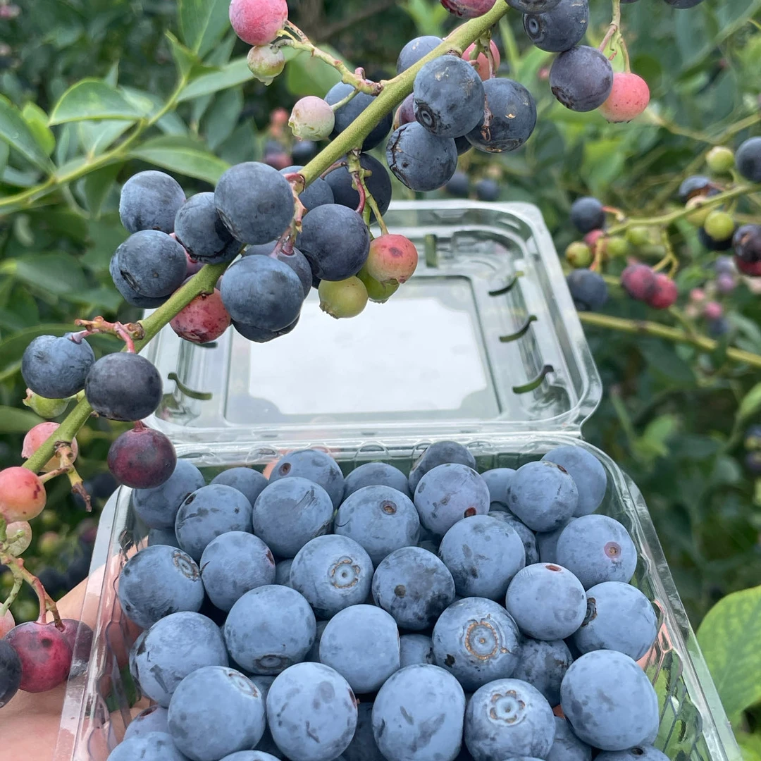 【壳子专属】脆甜蓝莓+油黄桃组合蓝莓同城送云南省