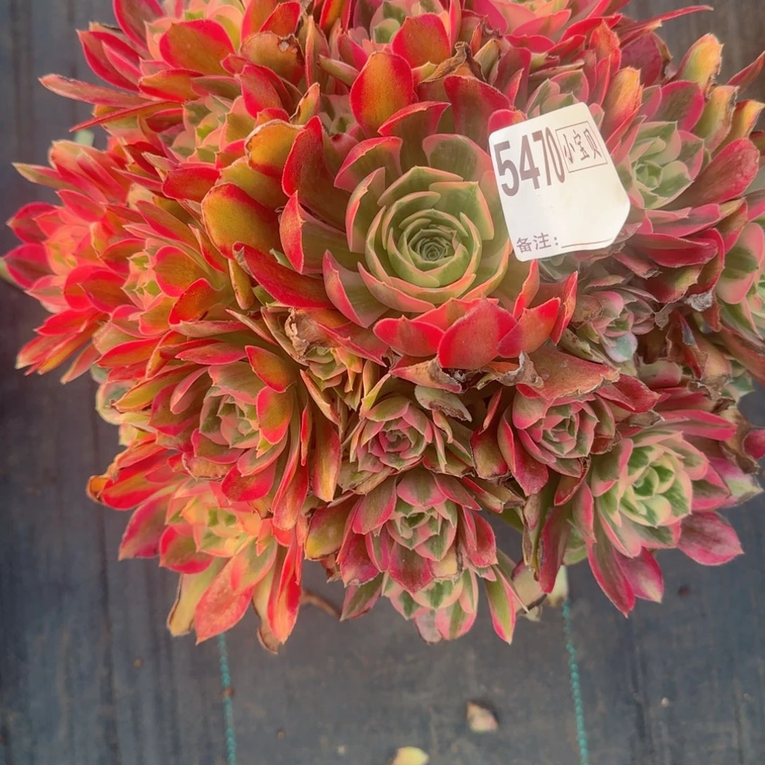 蔷*5470女郎多肉多肉