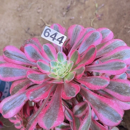 康****溎多肉植物一个