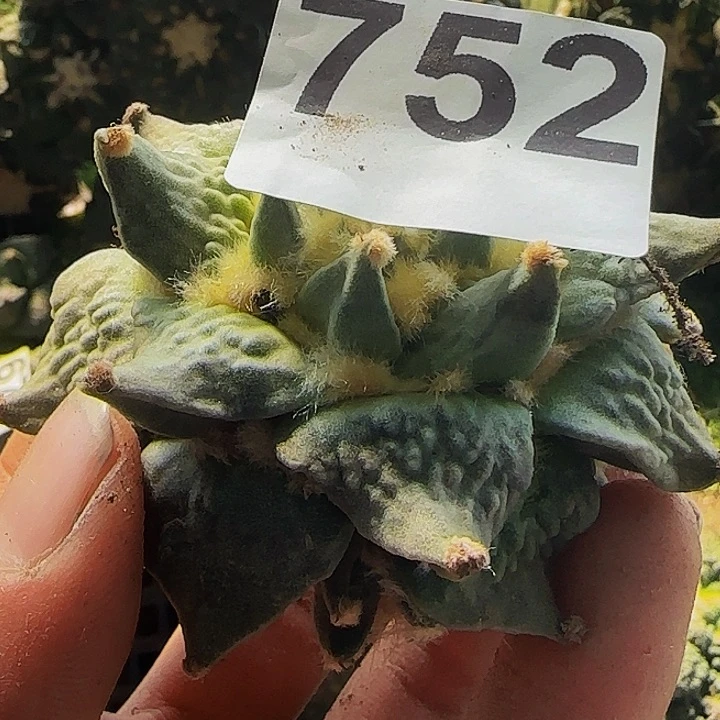 用****0龙牙怒752仙人球开花