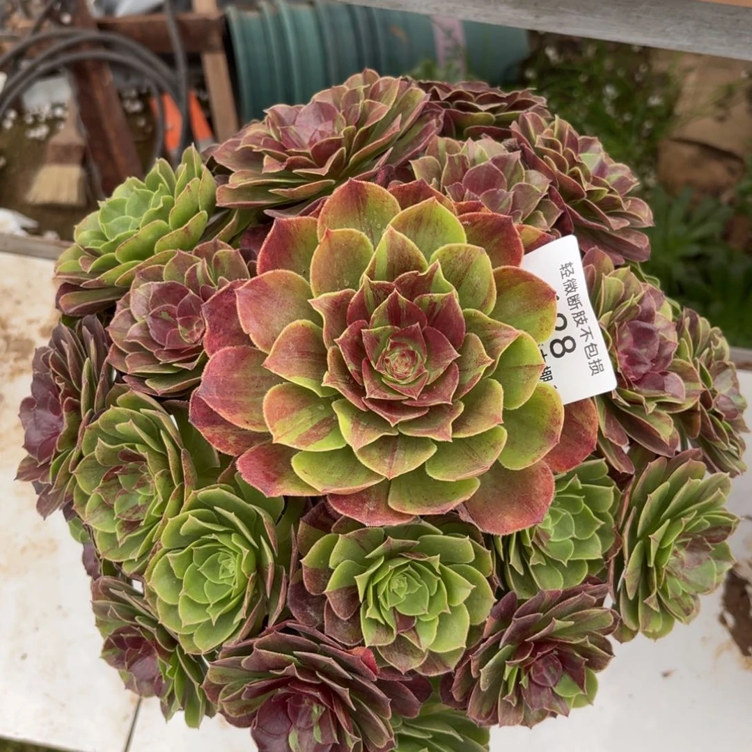 128花月夜多肉植物法师