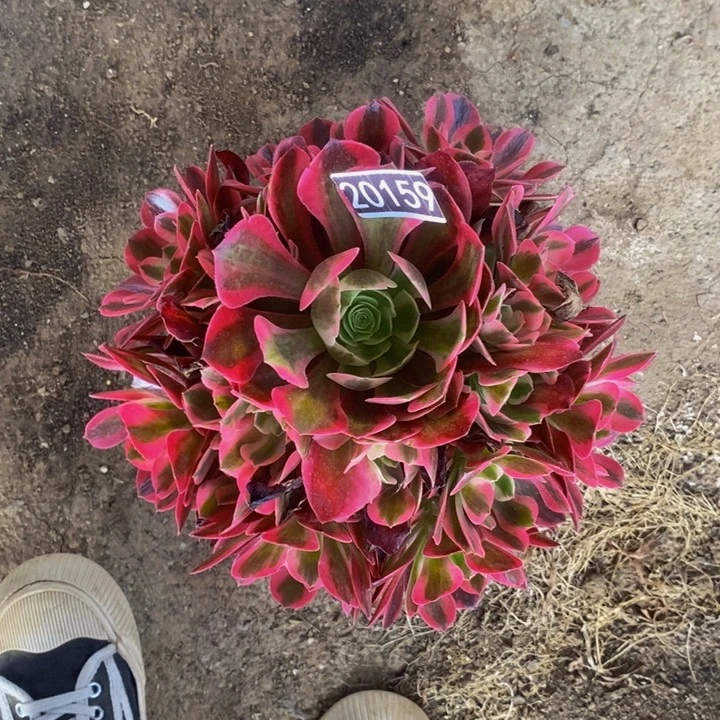 粉女郎手捧20159号