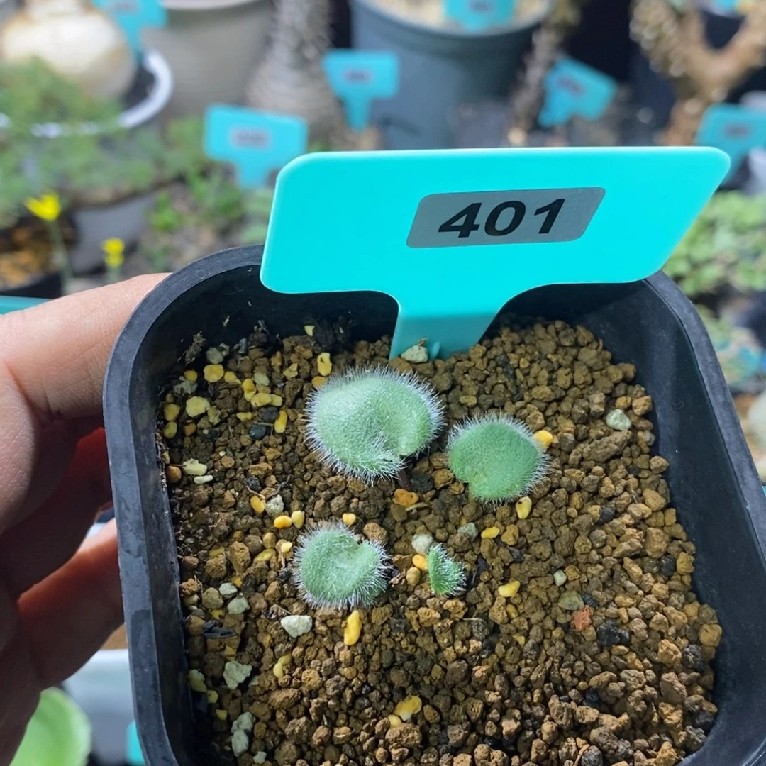毛爱心产地多肉植物