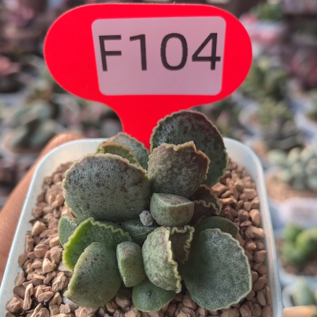 鲍鱼。   F104。