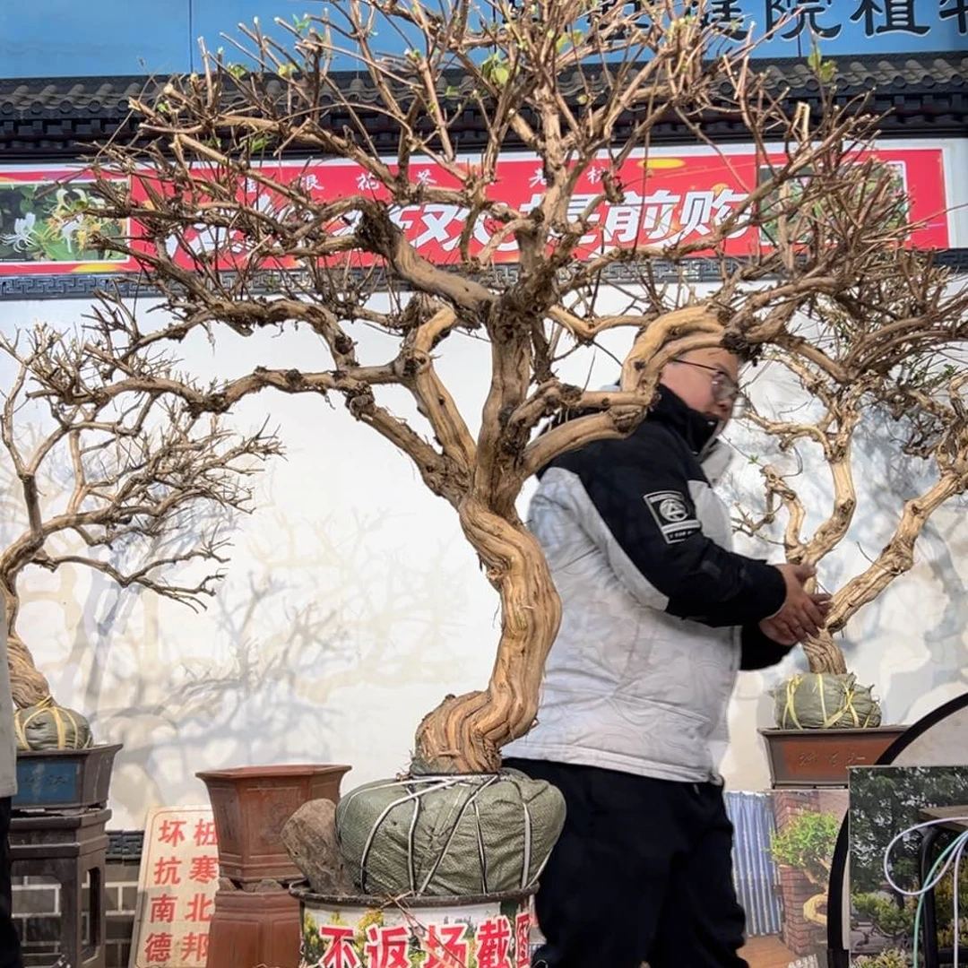 无花朵金银花888888558888888