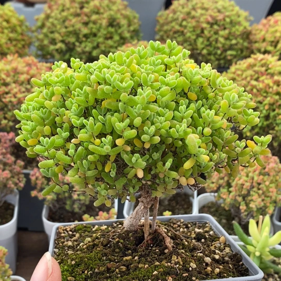 依***诺蜜橘糖球1195枝干番杏
