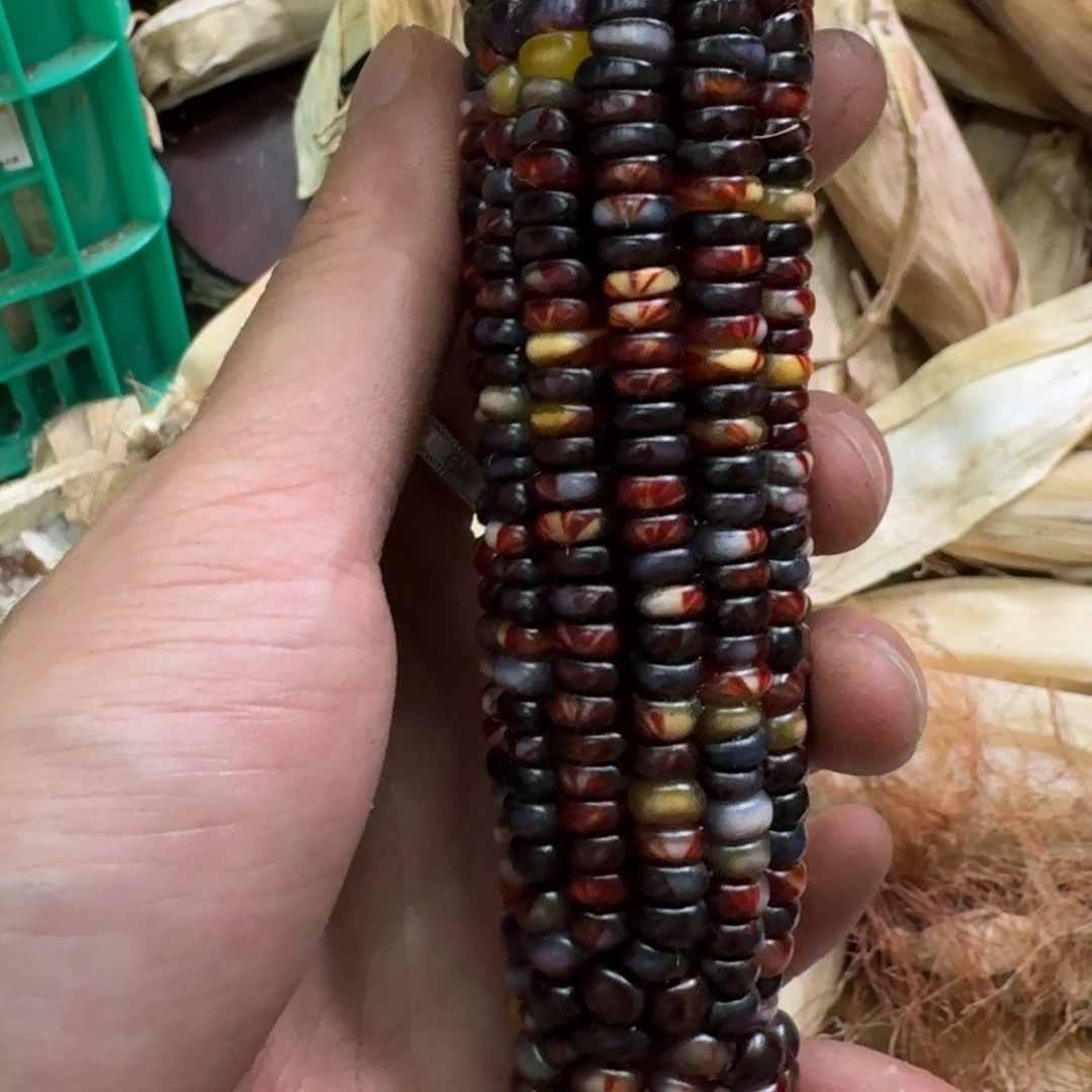 柏香籽/百香籽吊坠风****海