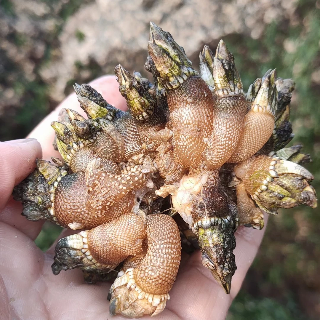 佛手螺鹅颈藤壶狗爪螺三斤中小佛手螺全国包邮