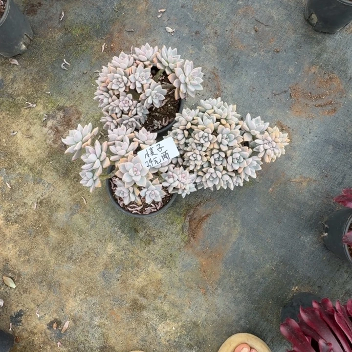 ****期多肉植物一物一拍