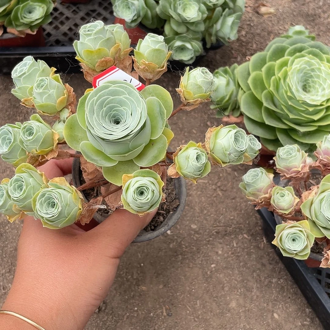 山地玫瑰不售后 752