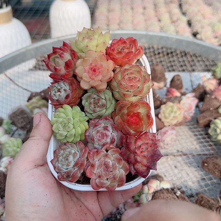 多肉植物饭盒4号链接