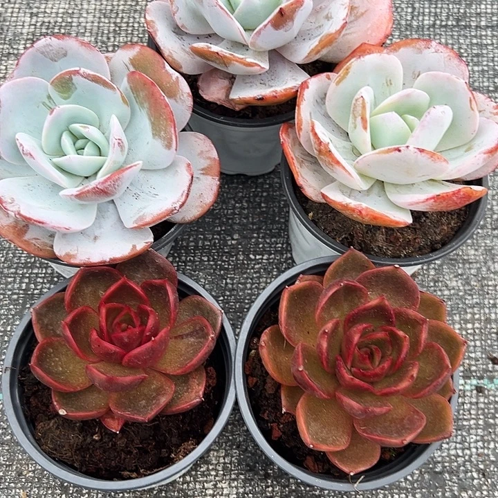 三盆奶茶   ，    两盆    血红灯