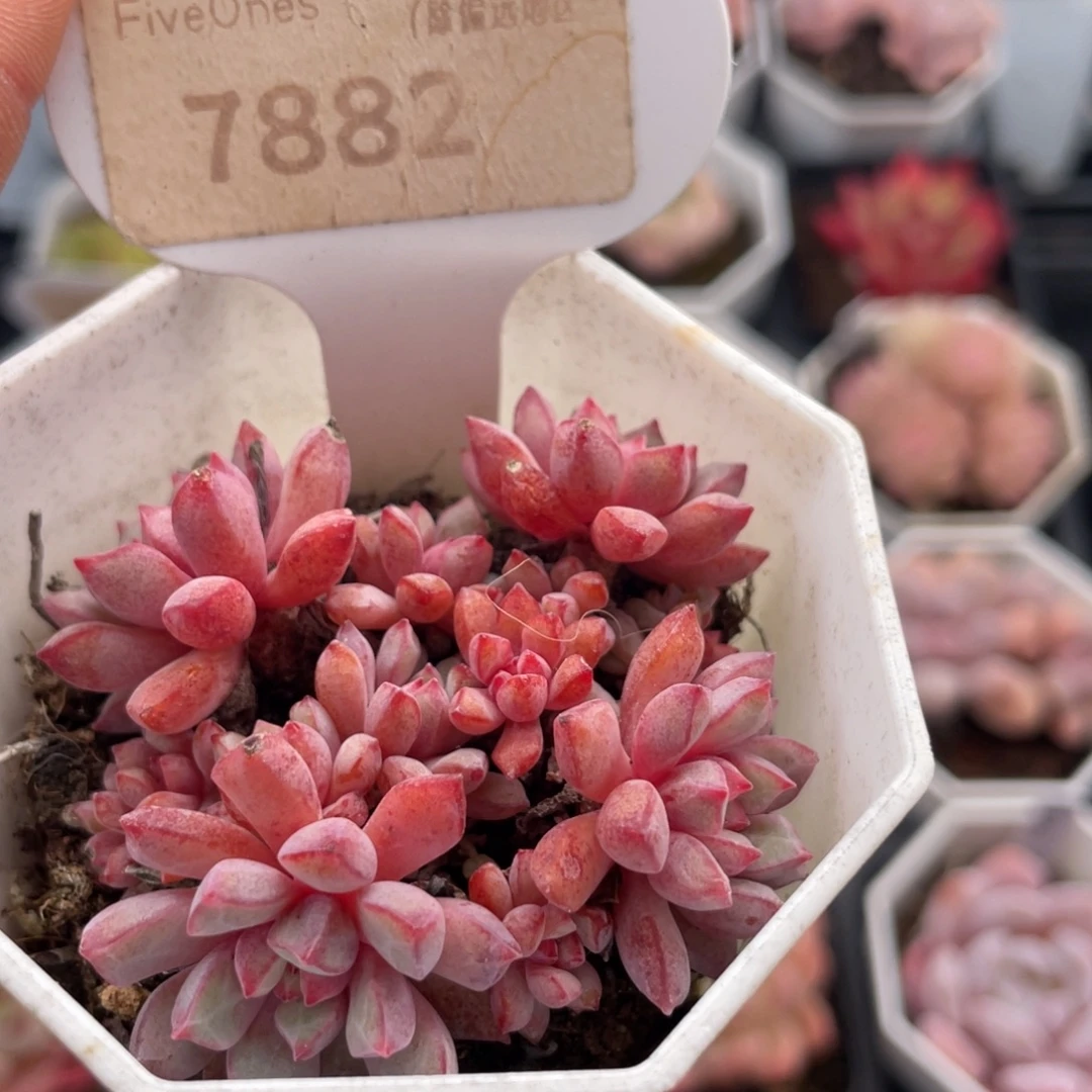 蓝宝石7882-5.5厘米