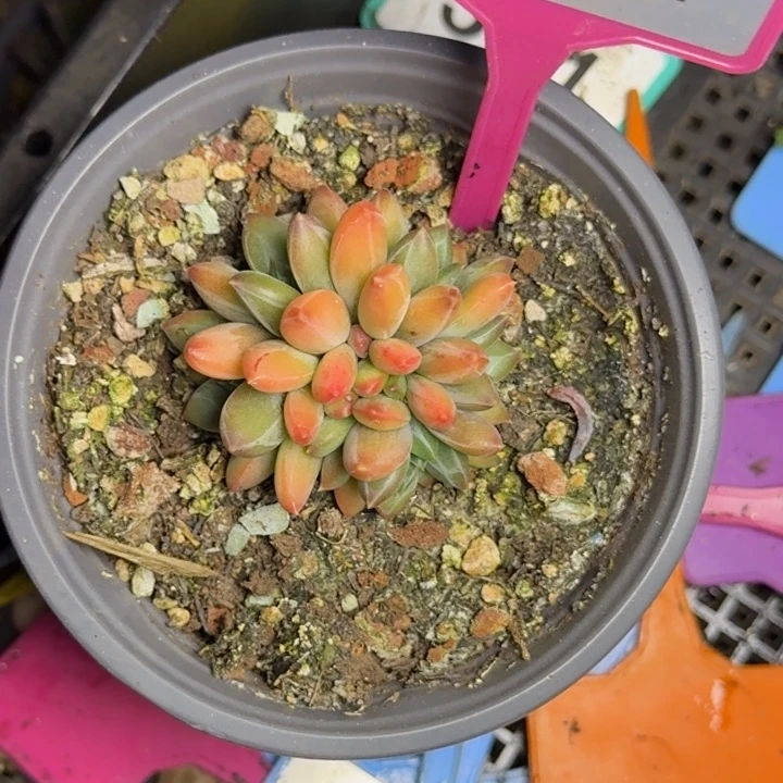 多肉植物莫吉托234