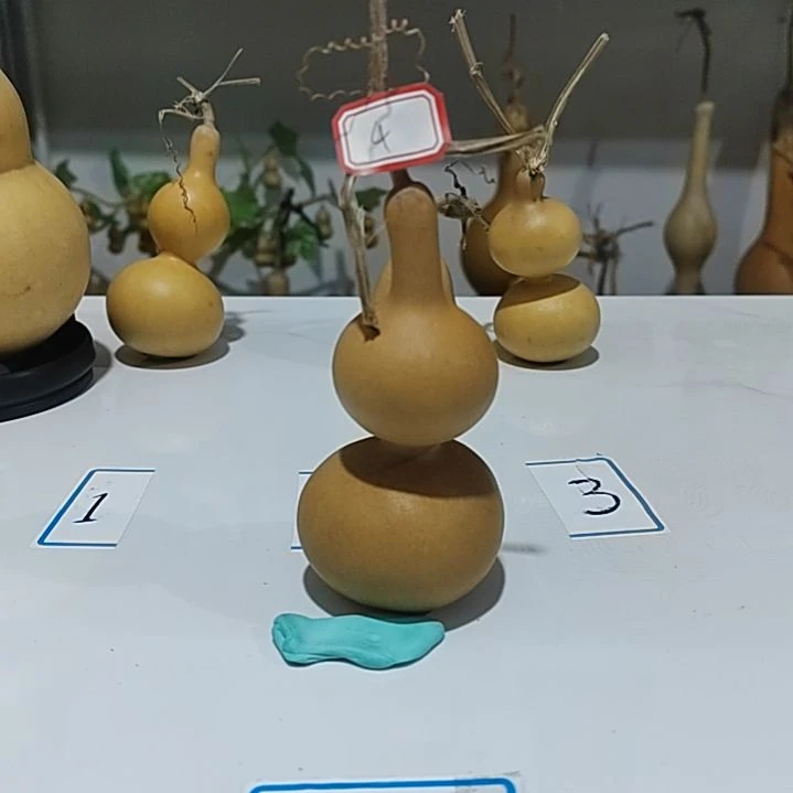 顺译葫芦直播间专用链接4