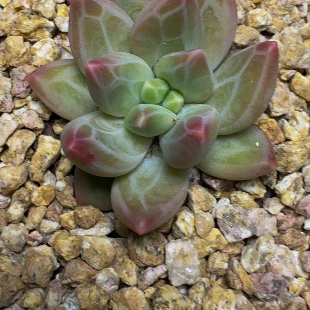 刘*新品美人暗纹单头