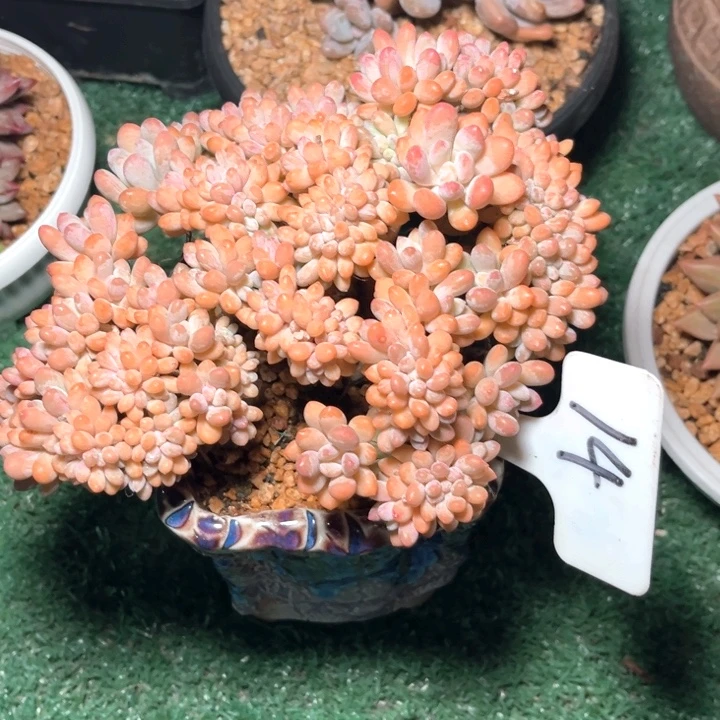 灯美人14号码牌子的话题了