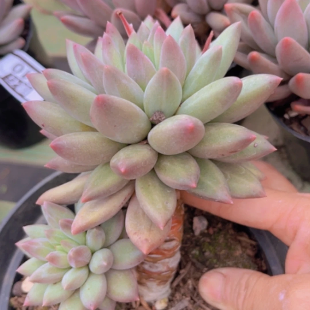 【闪购商品】水晶球0917