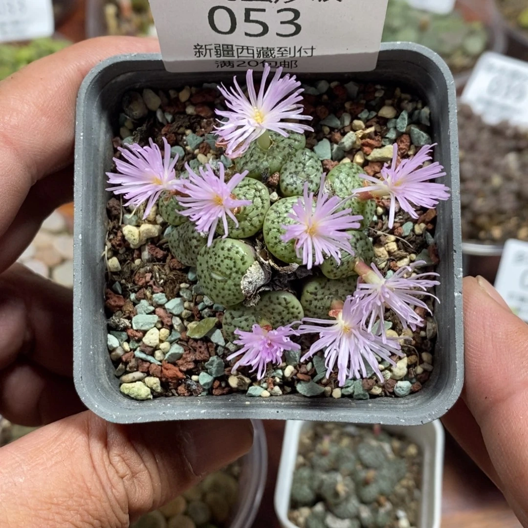 多多肉蛋炒饭感谢您相伴053