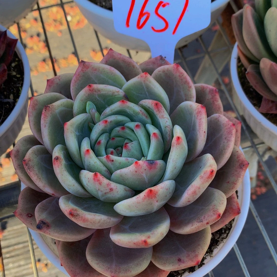 一物一拍1657-5-13
