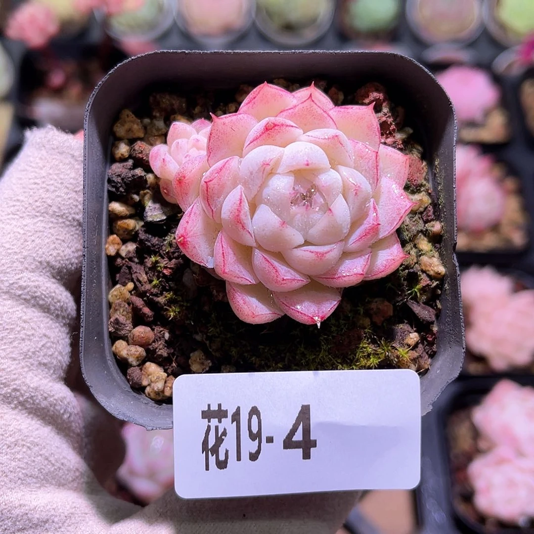 花利美19-4女王玫瑰