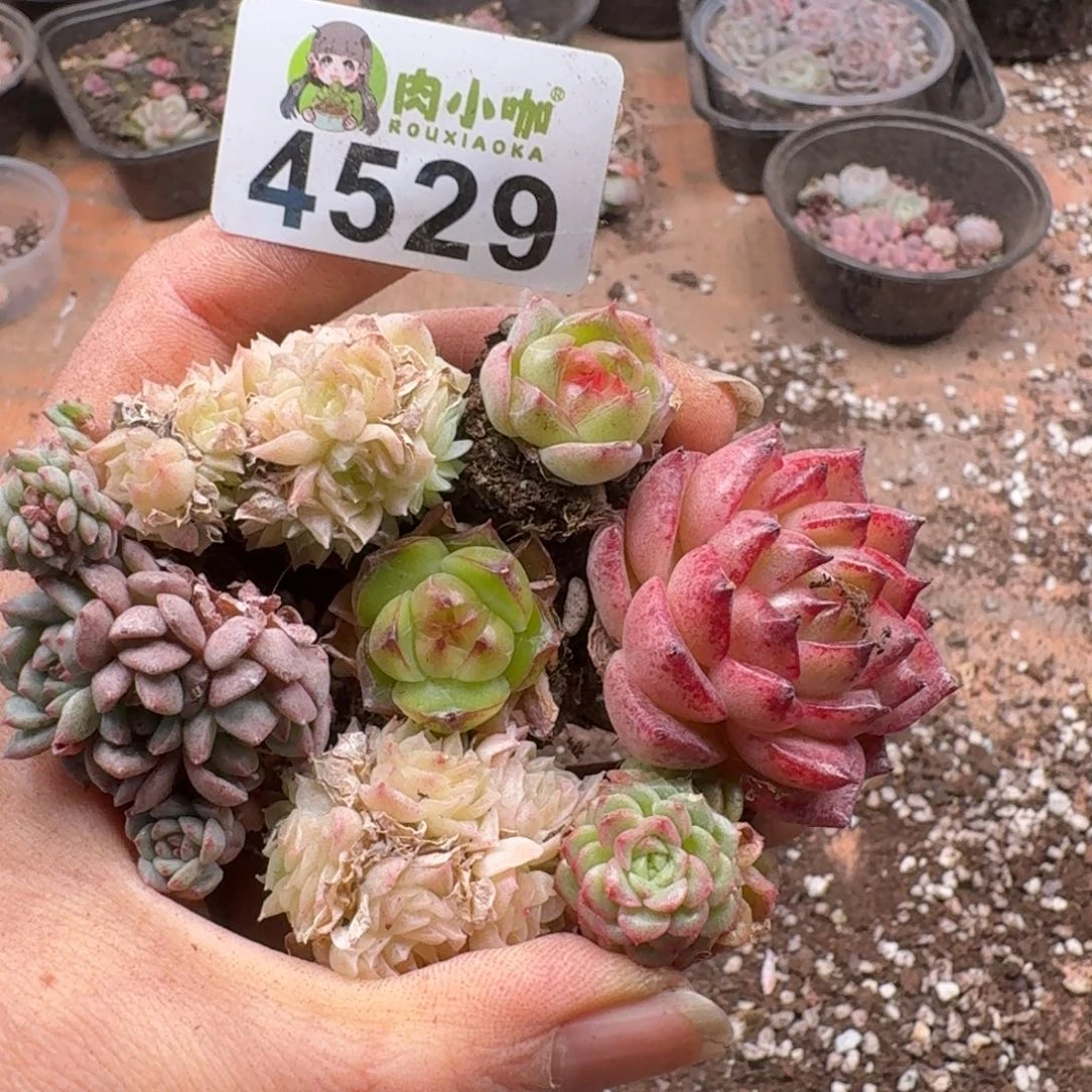 多肉植物多肉植物