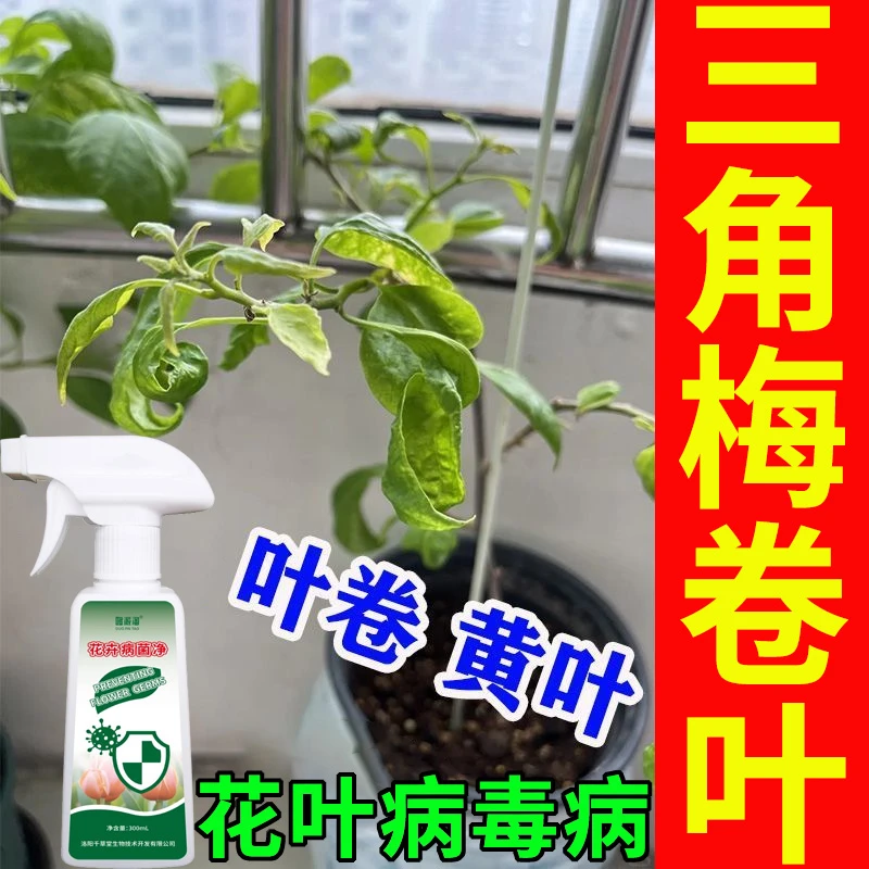 三角梅卷叶病专用营养液肥料黄叶叶片卷曲皱缩花叶病毒病用病菌净