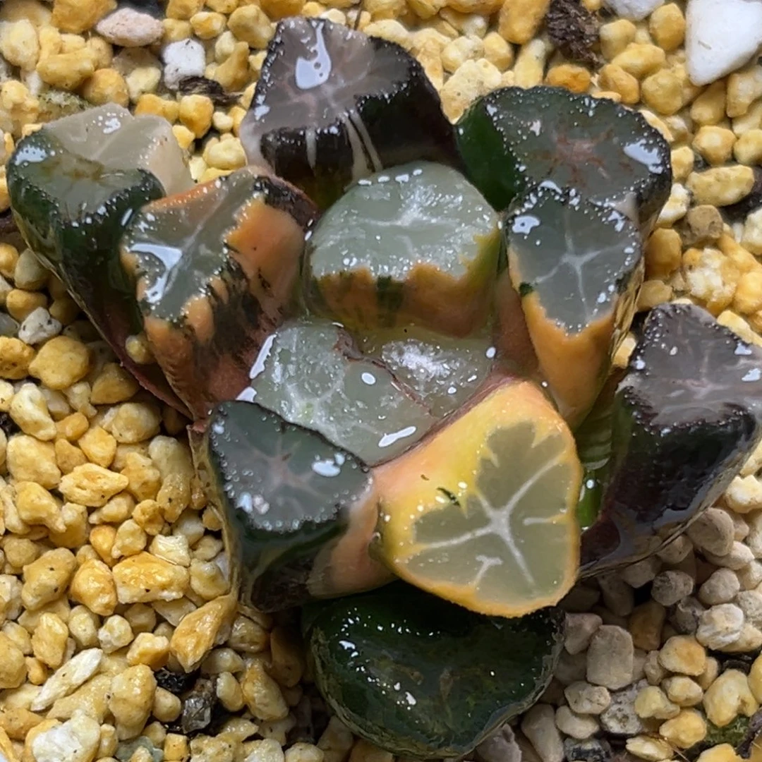 十二卷多肉植物1402稻妻