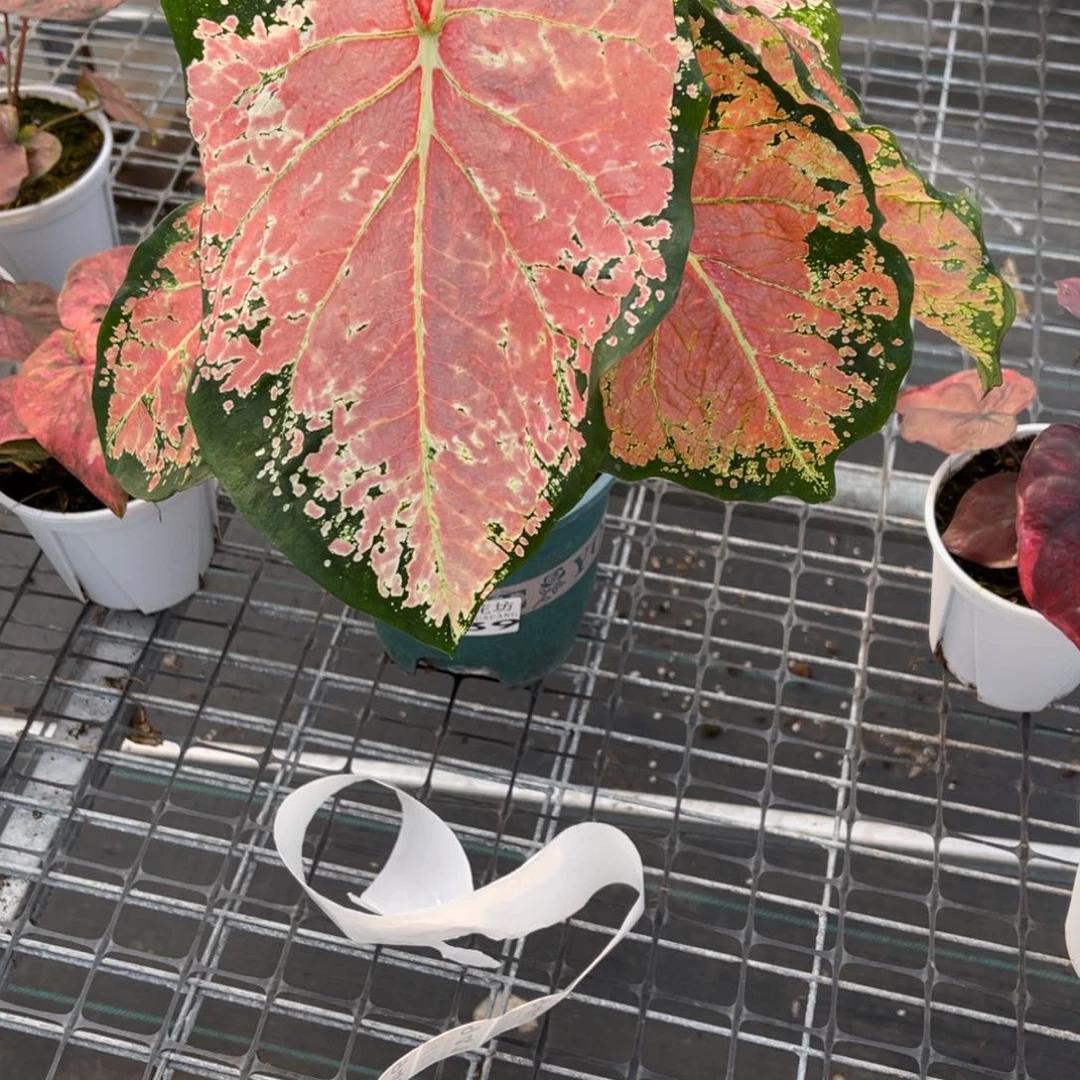 废***柴无花朵             939芭蕾不包售后