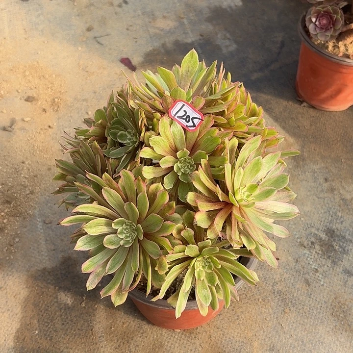 黄花梨1205多肉植物