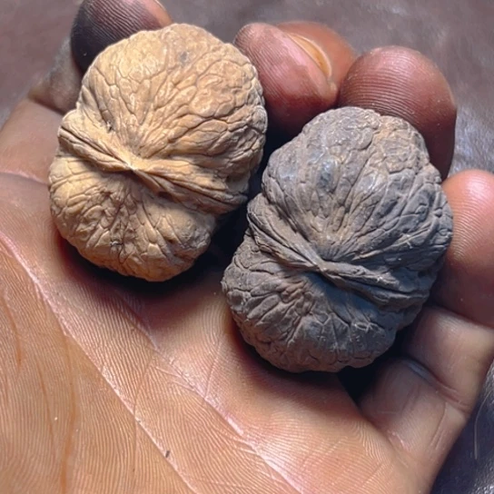 把件文玩核桃卡38箭毒蛙20号