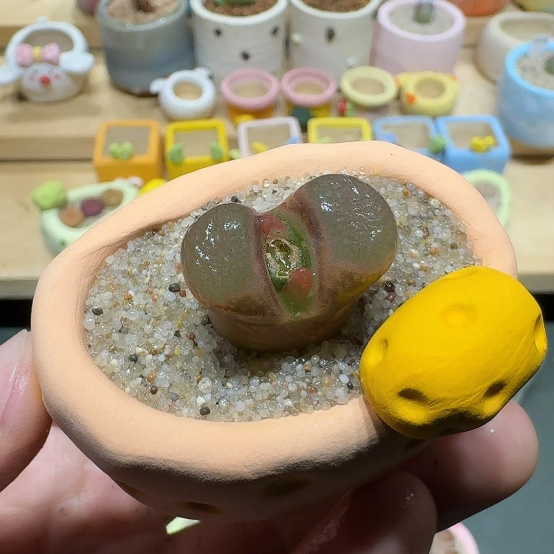 红陶蘑菇605风铃