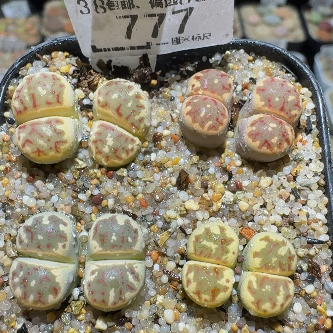Sssss精品生石花777