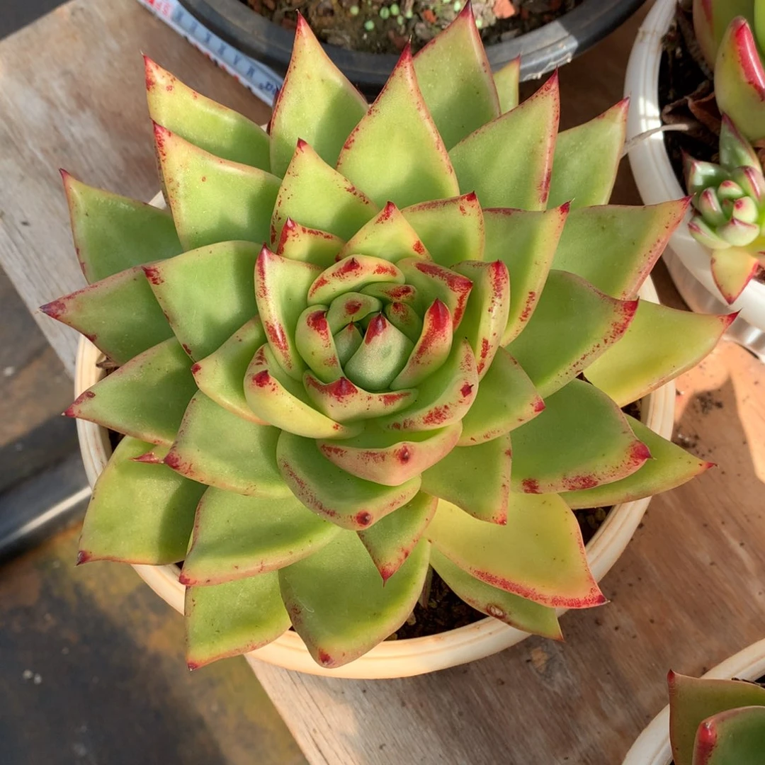 东云一物一拍…………